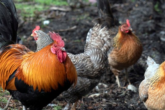 言之有据的生肖