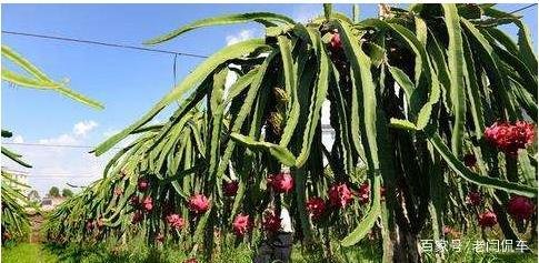 在地里种植的火龙果，枝条不茂盛怎么办？