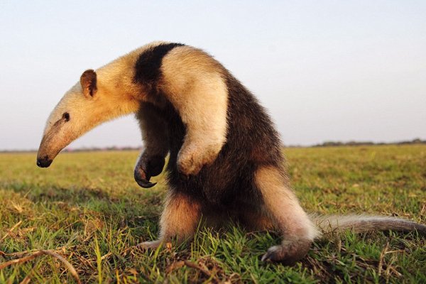 蚂蚁的天敌有哪些动物？