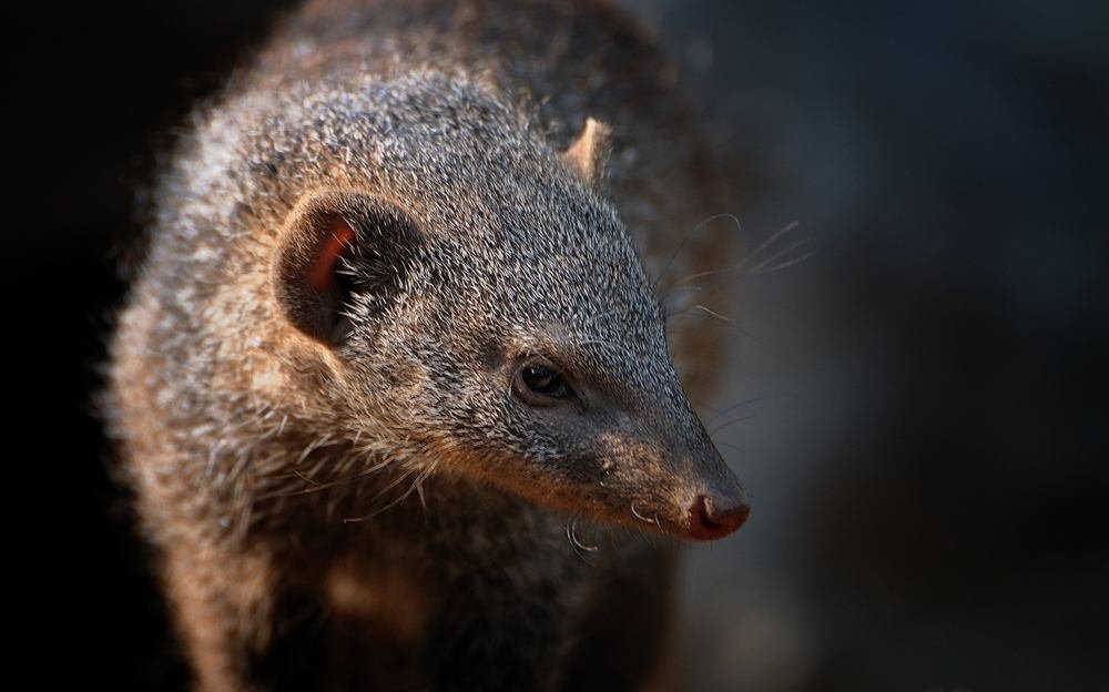 眼镜王蛇大战獴,没想到眼镜王蛇也有怕的动物,这算是一山更比一山高吗?