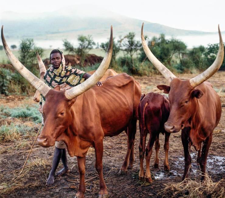 甘心情愿做牺牲是什么生肖？
