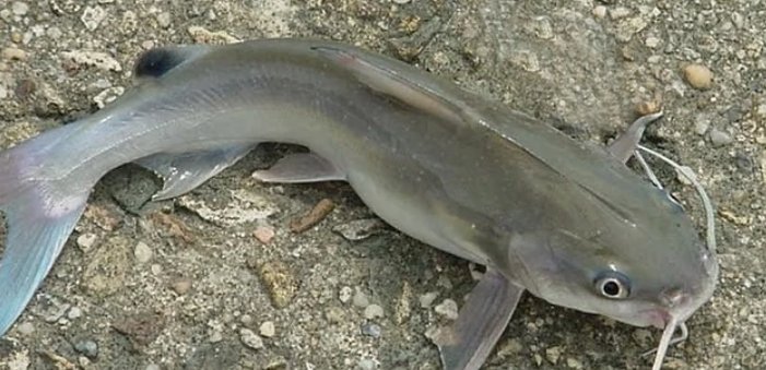 鲇鱼和鲶鱼一样吗?