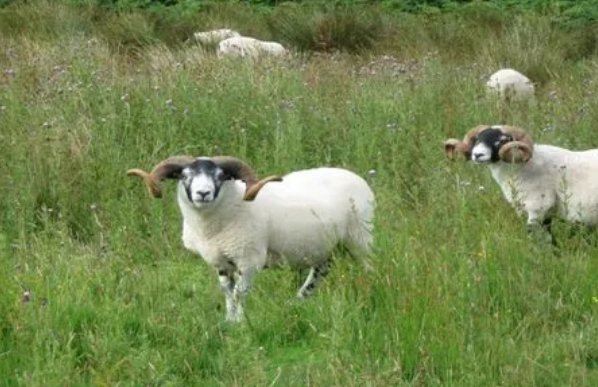 强者反己什么生肖