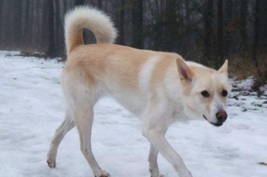 卡南犬的优缺点