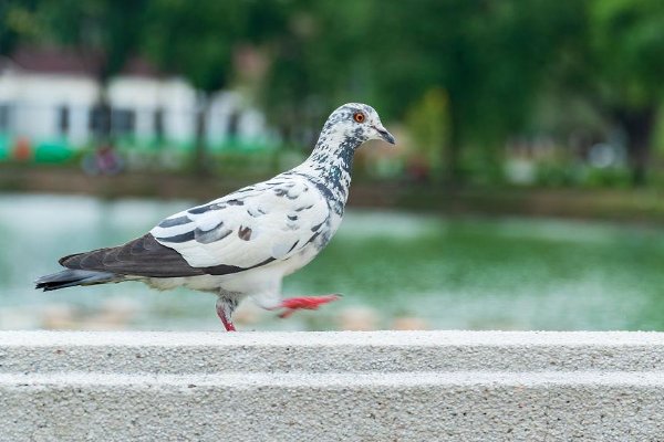 我们和地球为什么鸽子走起路来总在点头维持走路惯性保持视野稳定题目来源﹣答