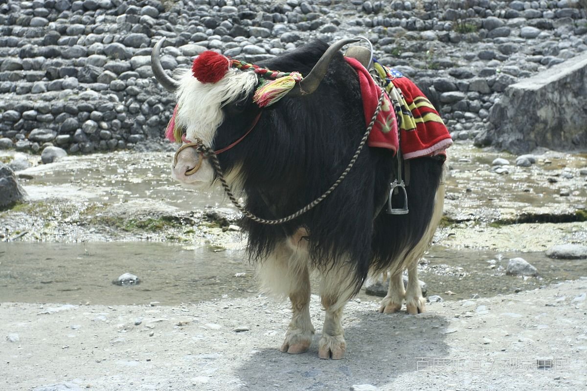 西风为哪些生肖？