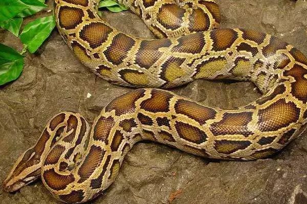 世界上最大的蛇是什么，这种蛇能活多久?