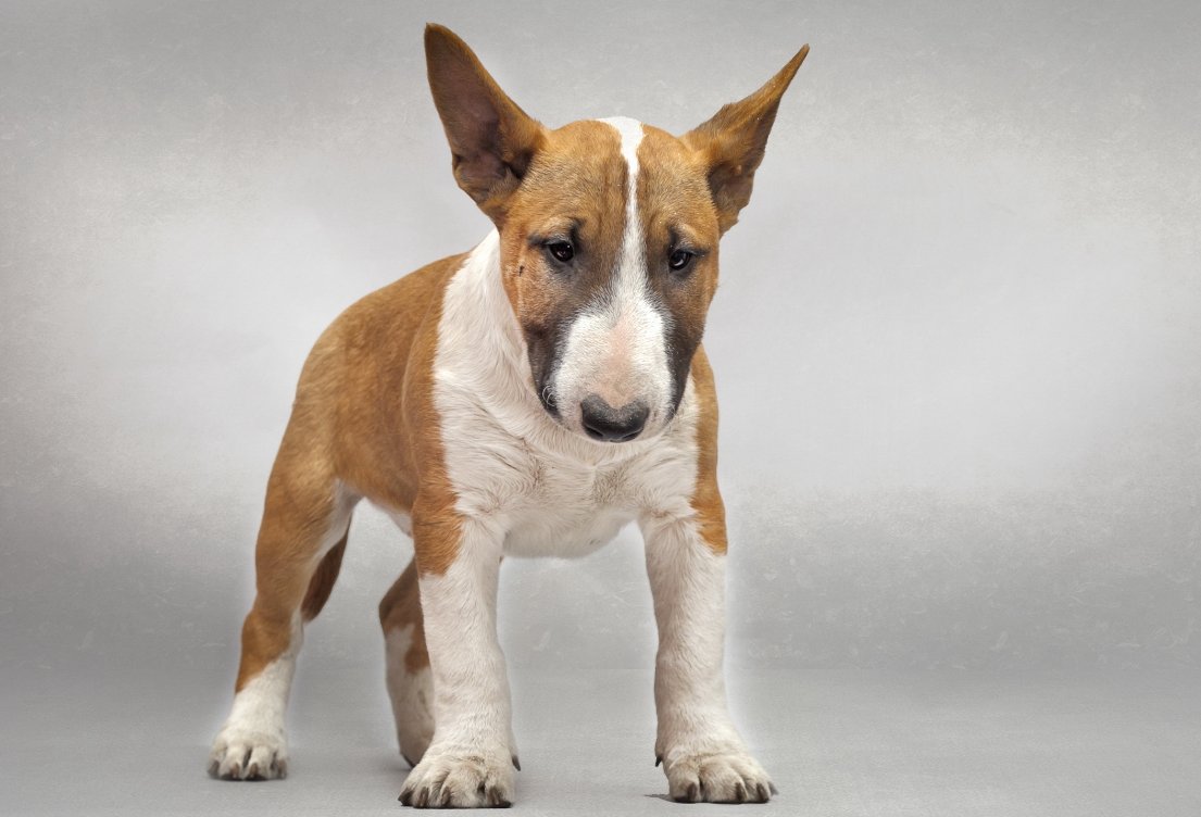 穷追不舍指的是什么生肖