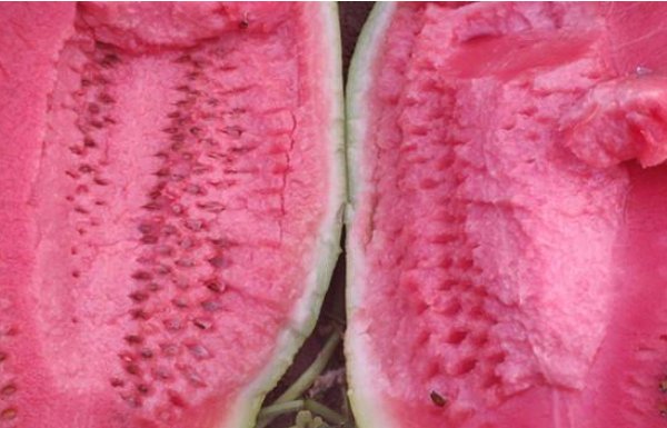 西瓜品种十大排行榜