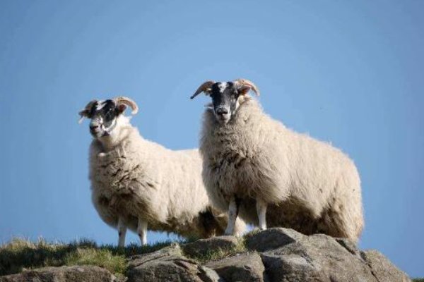 独行天下打一生肖