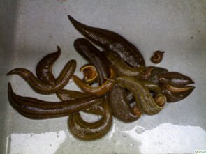 暴龙水蛭的习性