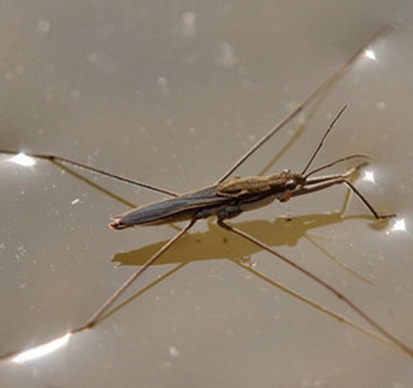 这个是河里面的什么生物？