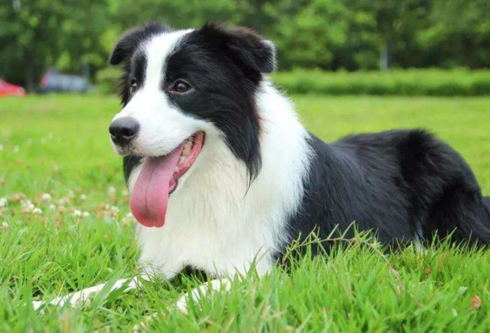 边境牧羊犬容易养吗？