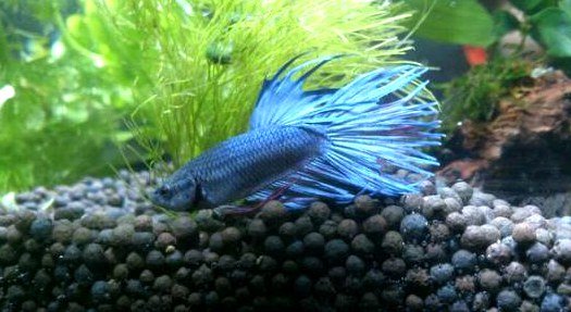 爱因斯坦智商测试题是什么？