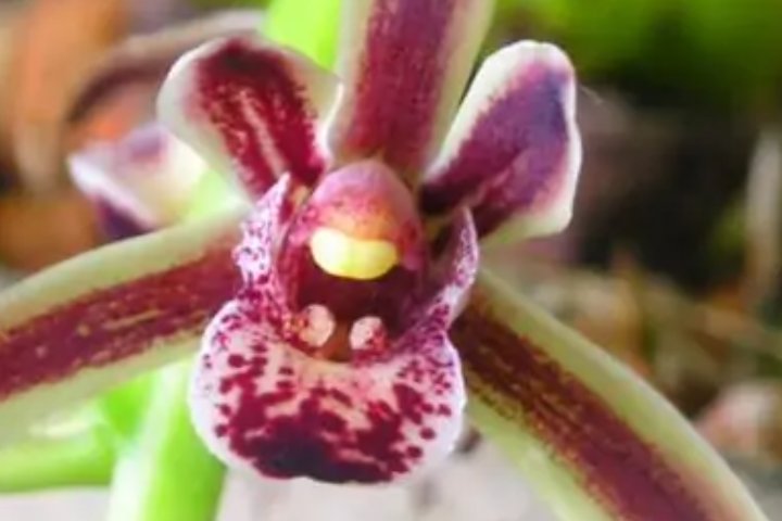 兰花的种类有哪些？