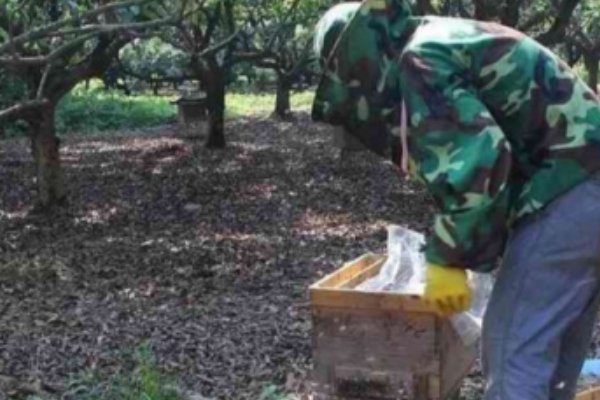 如何把蜂蜜从蜂盘中沥出来