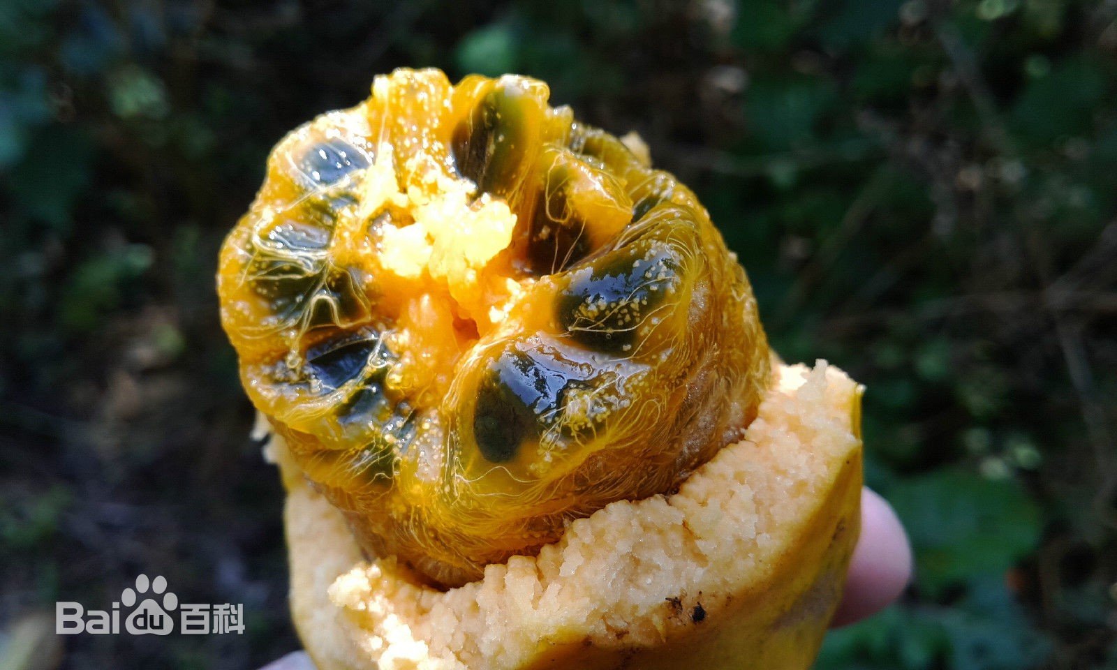 好玩！从小吃到大的野果子，叫香蜜果！