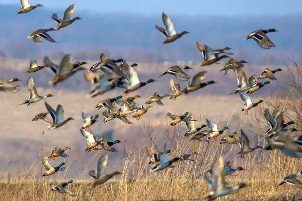 北雁南飞的意思