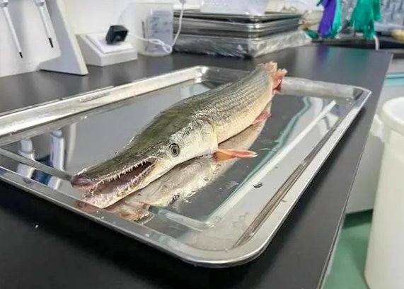 宁夏银川再现鳄雀鳝踪迹，还会遭到“追捕”吗？