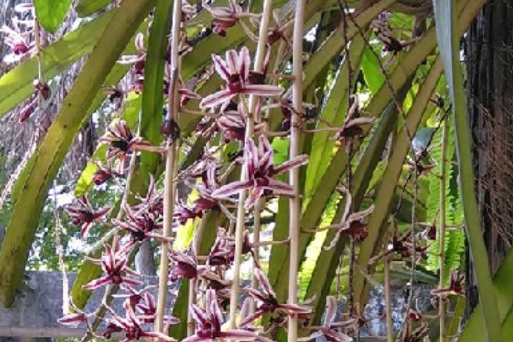 兰花的种类有哪些？