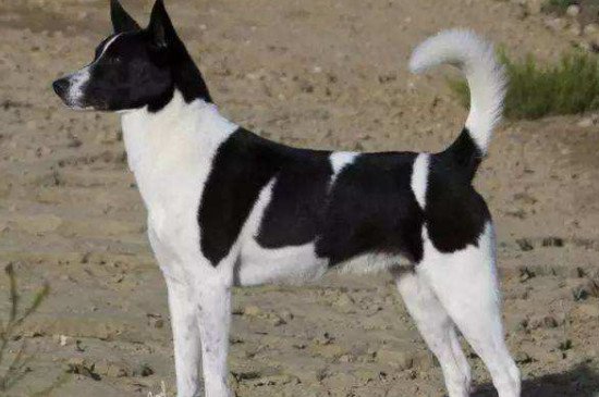 卡南犬的优缺点