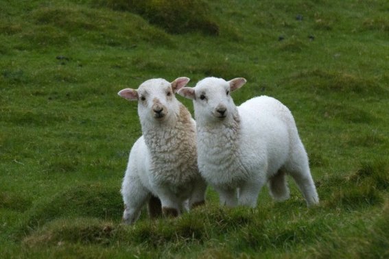 五谷不分,打一生肖?