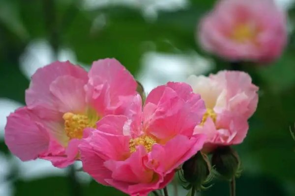 我国哪个省份在古代有