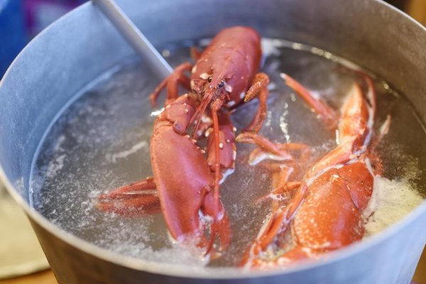 英国计划禁止煮食龙虾、螃蟹等活物，此举的原因是什么？