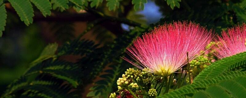 合欢花什么时候开 合欢花的花期和花语