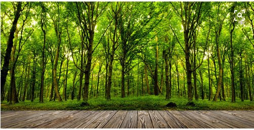 森林的作用有哪些？