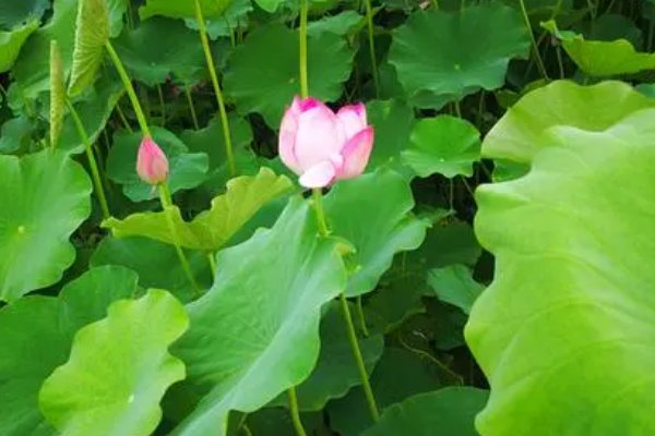 碧莲是啥意思呀