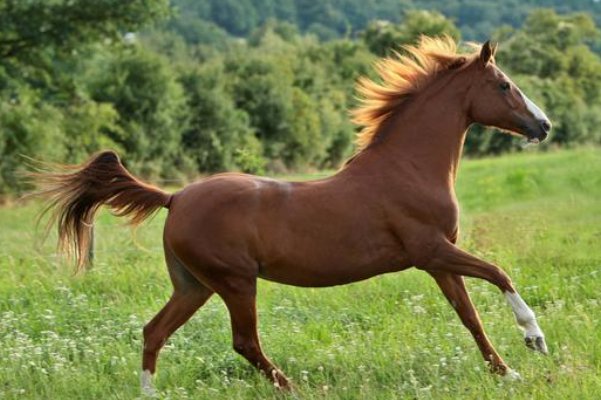 恸哭流涕是什么生肖