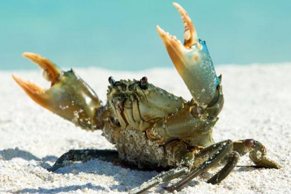 手足并用，猜一动物