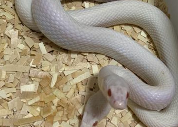 家里来蛇，代表什么好事？