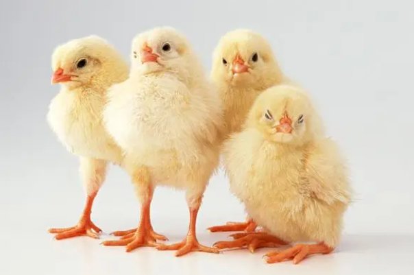 前程似锦什么生肖打一生肖