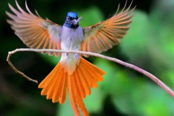 动物的尾巴都有什么作用用处