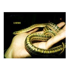 这是什么蛇。求解答