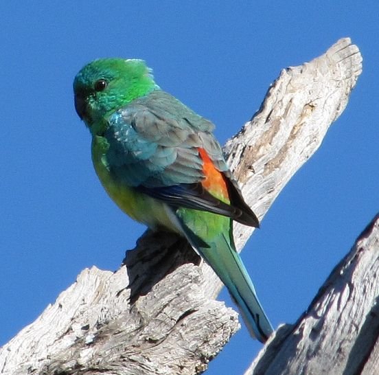 红腰鹦鹉的保护级别