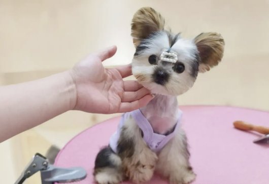 宠物美容学校排行榜前十名都是哪些？