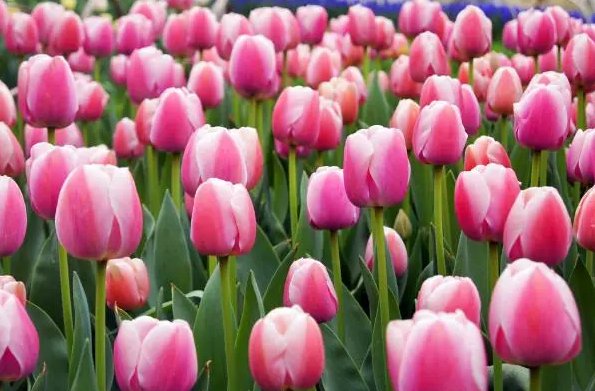 郁金香送女朋友合适吗?