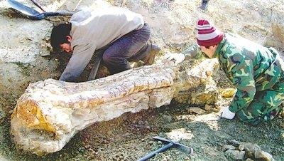 3男子盗挖土龙骨被埋身亡，他们的行为是否属于违法？