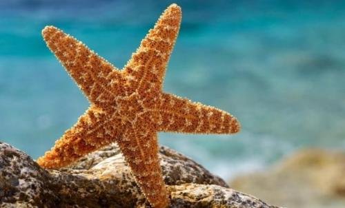 海星是动物还是植物？它在海里是如何行动的？