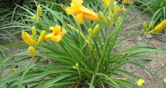 萱草的种类和花语是什么