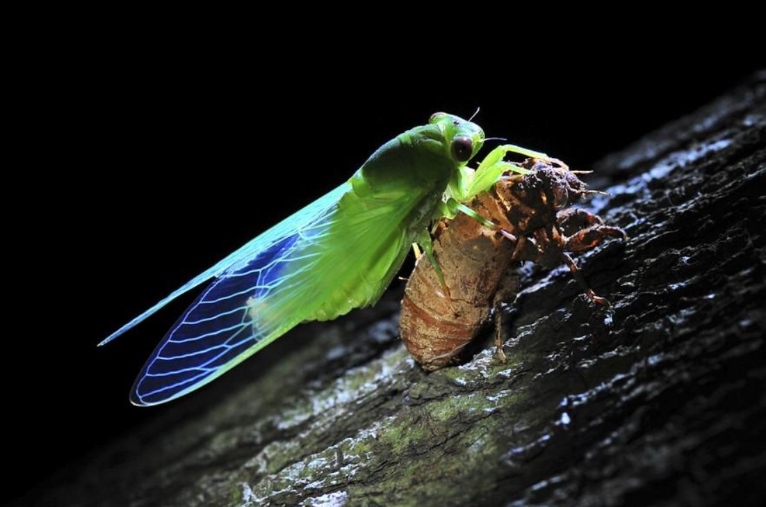 金蝉脱壳是什么意思？