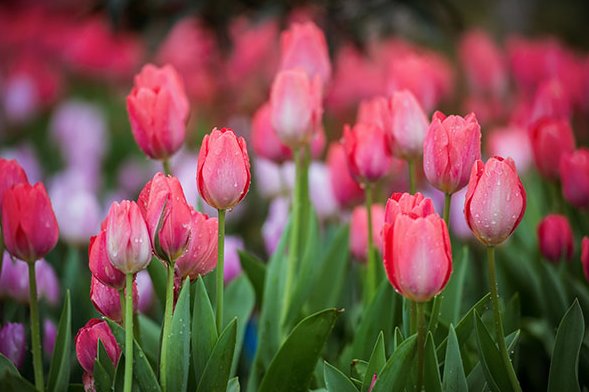 郁金香送女朋友合适吗?