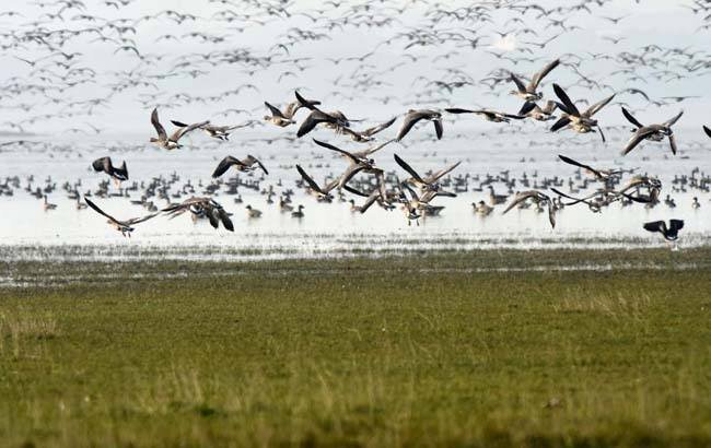 迁徙类飞鸟都有哪些？