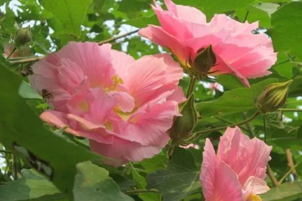 我国哪个省份在古代有