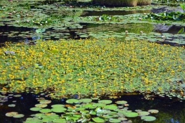 荇菜别名接余根茎可食古代美食