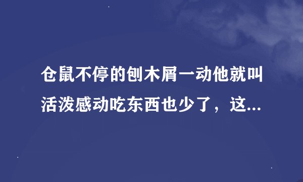 仓鼠不停的刨木屑一动他就叫活泼感动吃东西也少了，这是怎么了，