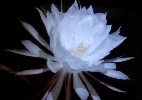 一天中按时间开的有什么花?